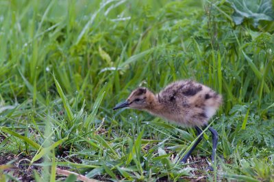 Black-tailed Godwit - Limosa limosa