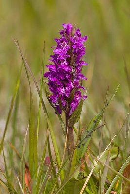 Western Marsh Orchid - Dactylorhiza majalis