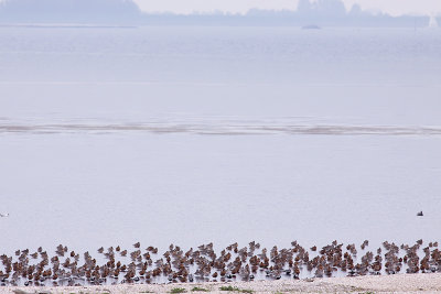 Bar-tailed Godwits - Limosa lapponica