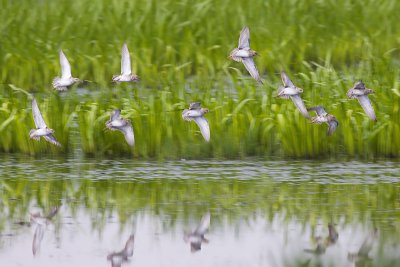Ruff - Philomachus pugnax