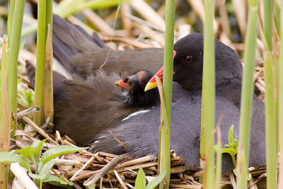 Common Moorhen - Gallinula chloropus