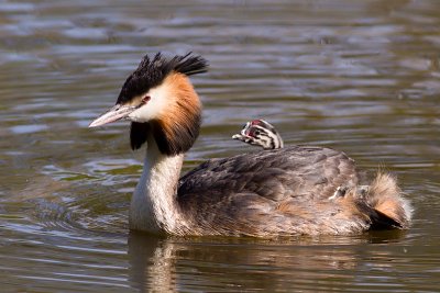 Great Crested Grebe - Podiceps cristatus