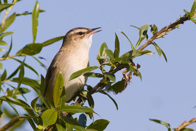 Sedge Warbler - Acrocephalus schoenobaenus