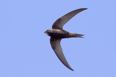 g3/94/622494/3/124886352.yqpnH49s.jpg