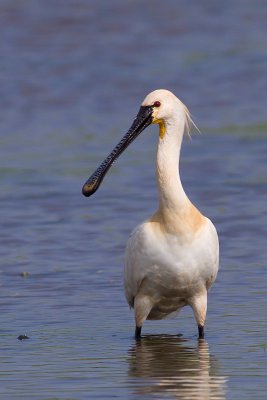 Eurasian Spoonbill - Plataleja leucorodia