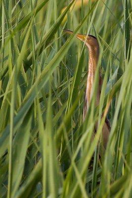 Little Bittern - Ixobrychus minutus