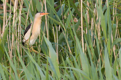 Little Bittern - Ixobrychus minutus