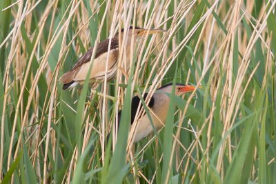 Little Bittern - Ixobrychus minutus