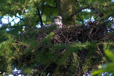 Eurasian Sparrowhawk - Accipiter nisus