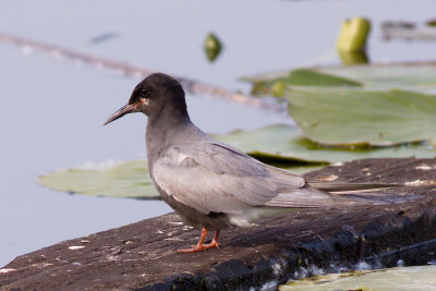 Black Tern - Chlydonias niger