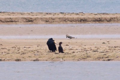 Pygmy Cormorant - Microcarbo pygmaeus
