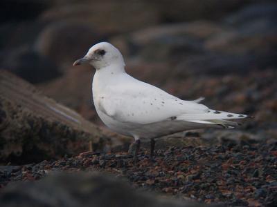Ivory Gull