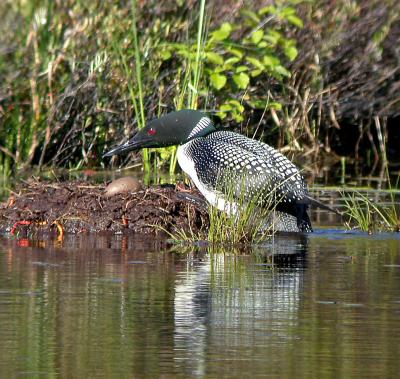 Waterbirds