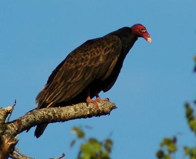 Turkey Vulture