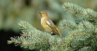Landbirds