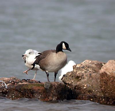 g3/94/632694/3/55084034.CacklingGoose.jpg