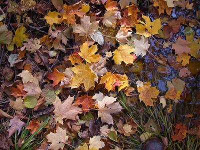 Autumn Leaves