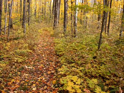 South Walking Trail