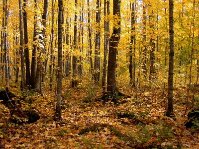 South Woods