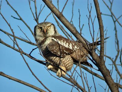 Northern Hawk Owl