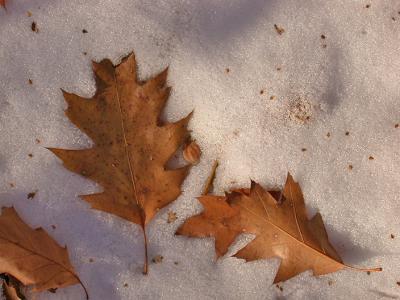 Northern Red Oak