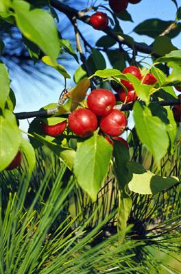 Apples