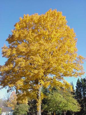 Autumn Gold