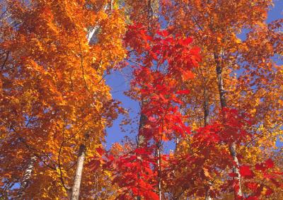 Fall Color