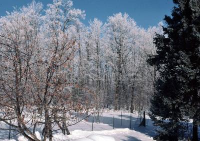 Ice on Trees