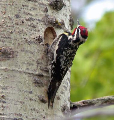 g3/94/632694/3/55274009.YBSapsucker1web.jpg