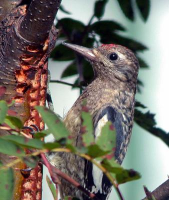 g3/94/632694/3/55274010.YBSapsucker6web.jpg