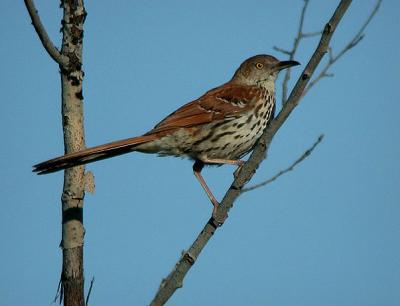 g3/94/632694/3/55370646.BrownThrasher2fweb.jpg