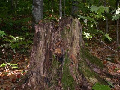 Stump