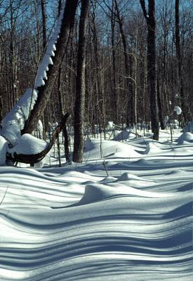Winter Woods