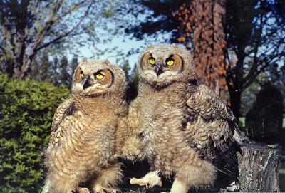 Great Horned Owls (young)