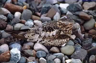 g3/94/632694/3/55734400.CommonNighthawk.jpg