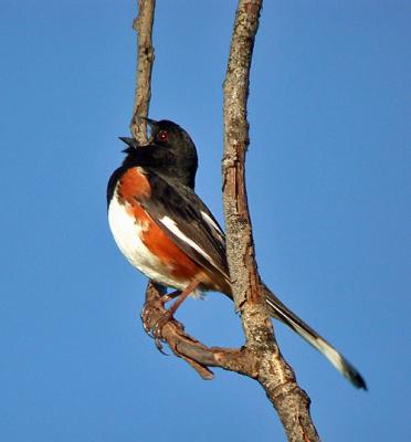 g3/94/632694/3/55734405.EasternTowheers.jpg