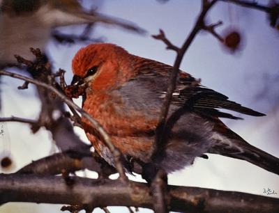 g3/94/632694/3/55734407.PineGrosbeak1.jpg