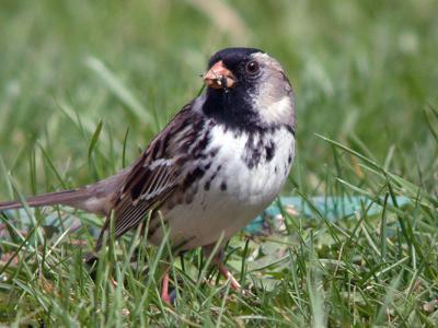 g3/94/632694/3/55735427.HarrissSparrow.jpg