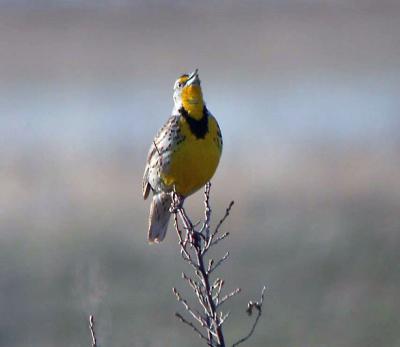 g3/94/632694/3/55735430.WesternMeadowlark.jpg