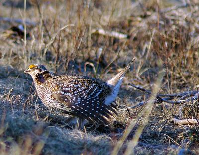 g3/94/632694/3/55795286.Sharptail.jpg