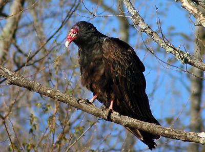 Turkey Vulture
