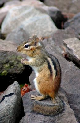 Chipmunk