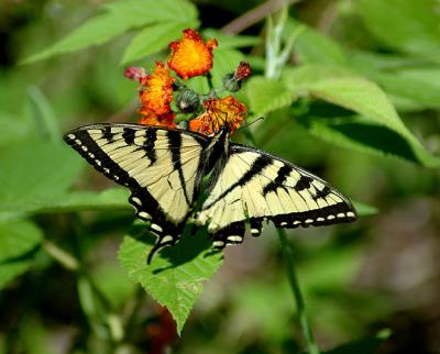 Eastern Swallowtail