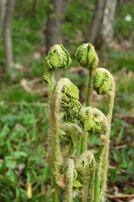 Fern Fiddlehead