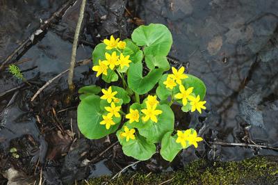 Marsh Marigold