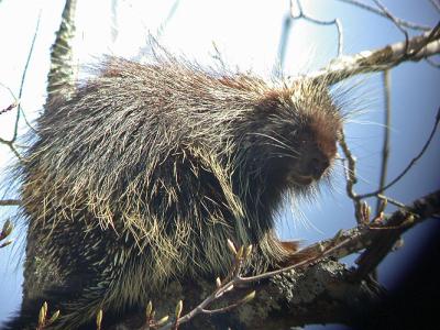 Porcupine