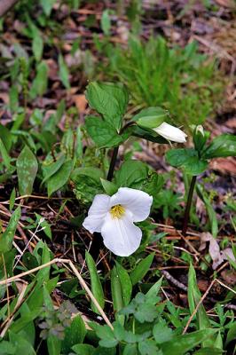 Trillium
