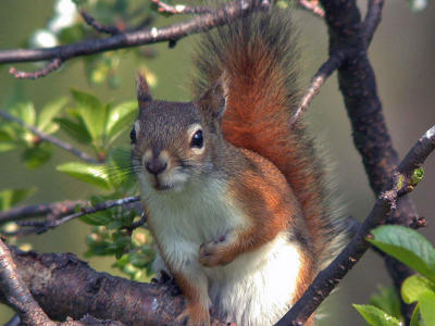 Red Squirrel