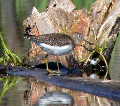 g3/94/632694/3/56102109.SolitarySandpiper.jpg